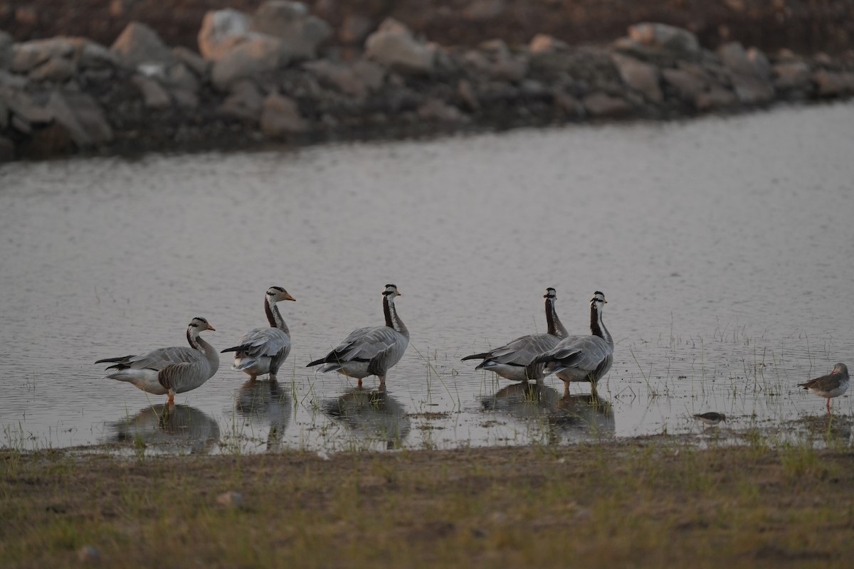 Oie à tête barrée - ML646622338