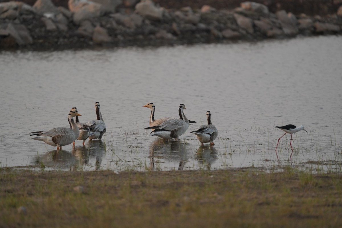 Oie à tête barrée - ML646622339