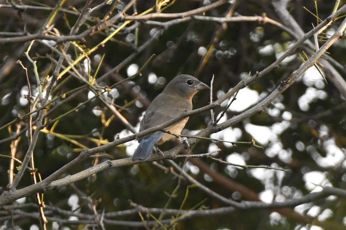 Rose-bellied Bunting - ML646622344