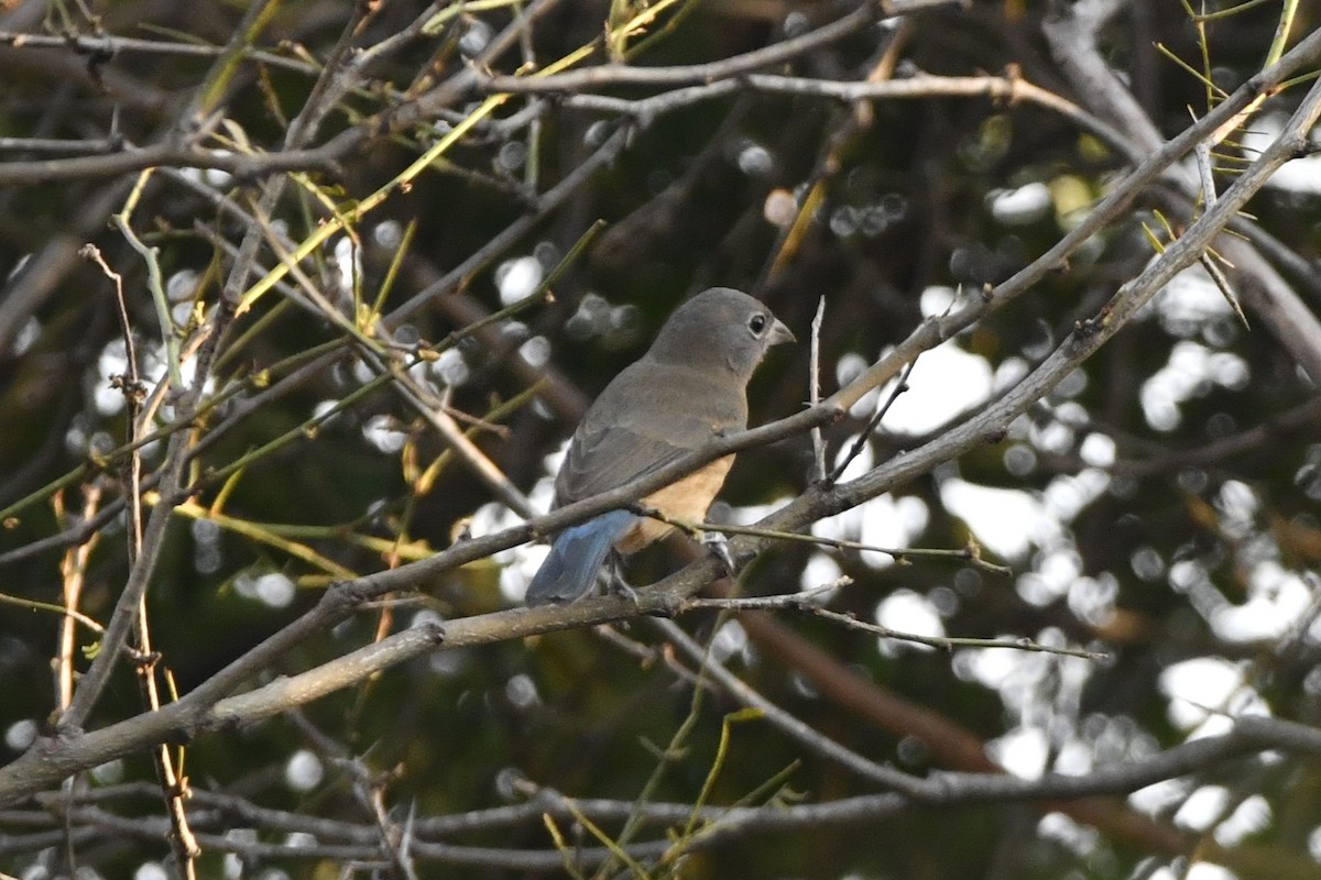 Rose-bellied Bunting - ML646622346