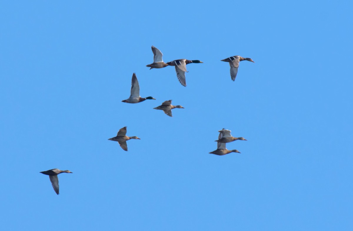 Mallard - ML646622348