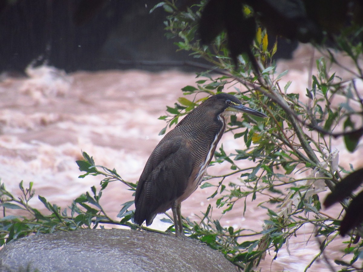 Fasciated Tiger-Heron - ML646622349