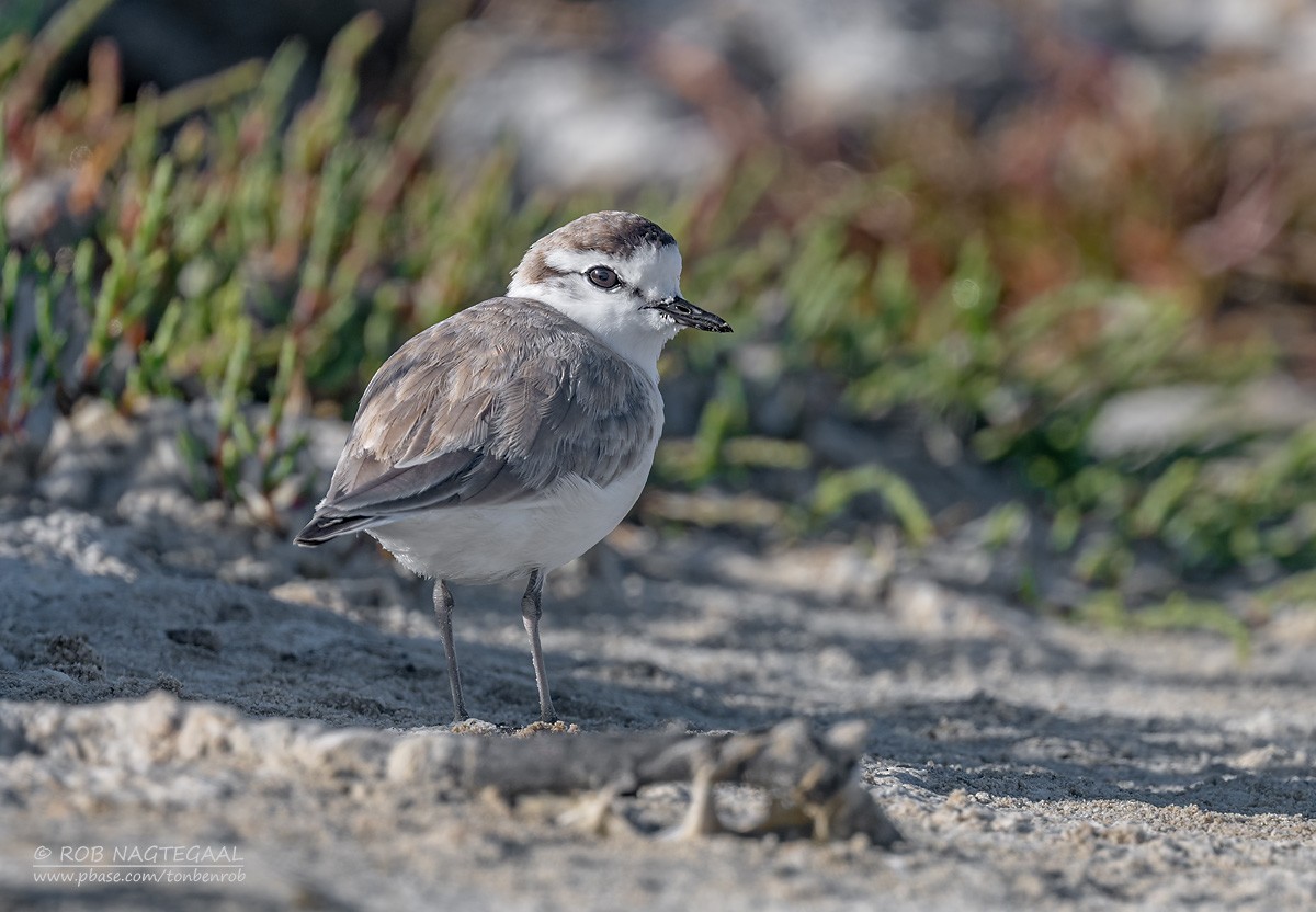 Пісочник білолобий - ML646622351