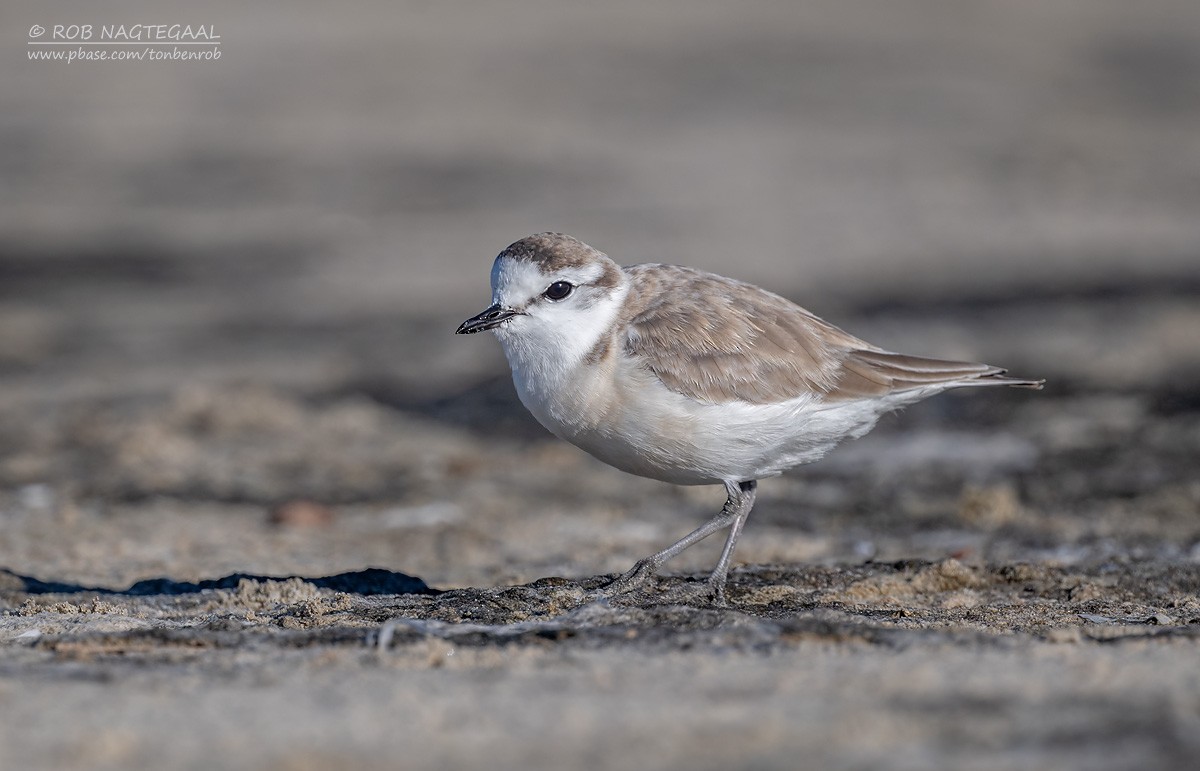 Пісочник білолобий - ML646622353