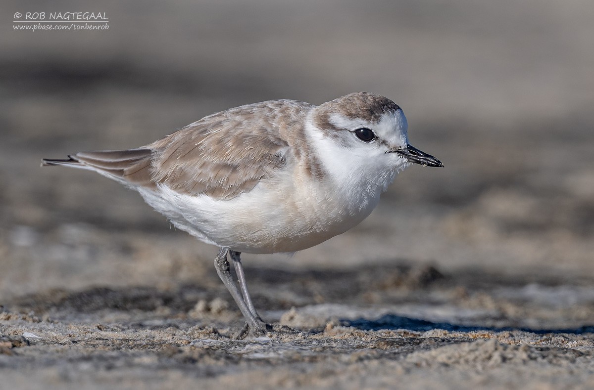 Пісочник білолобий - ML646622354