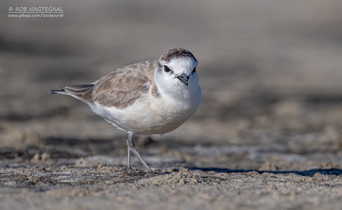 Пісочник білолобий - ML646622355
