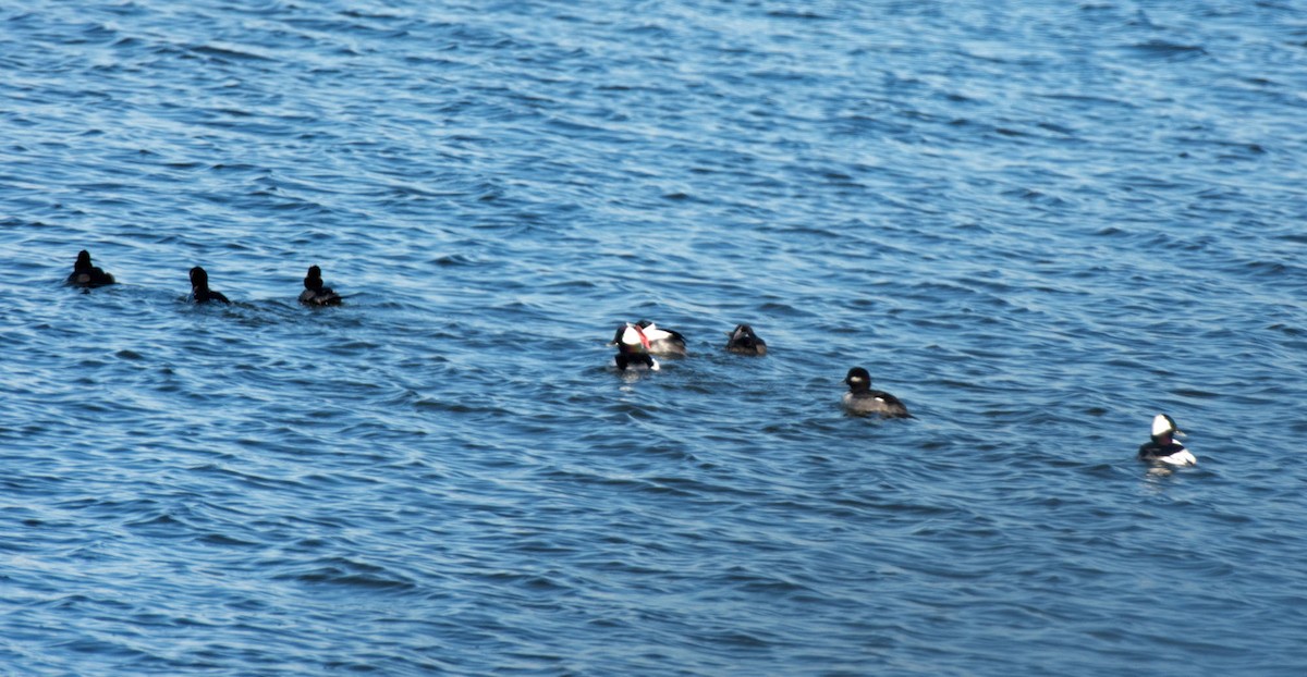 Bufflehead - ML646622356