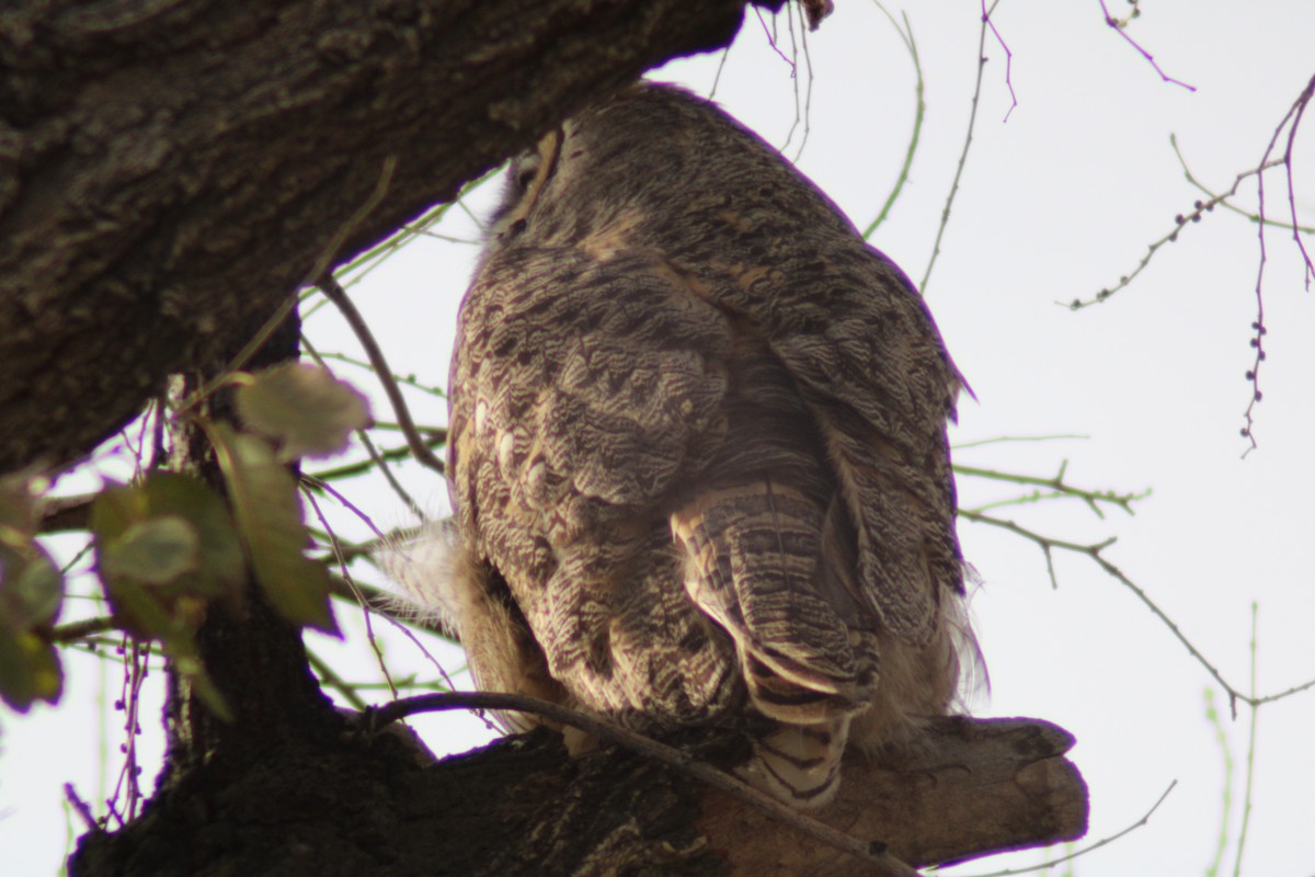 Great Horned Owl - ML646622357