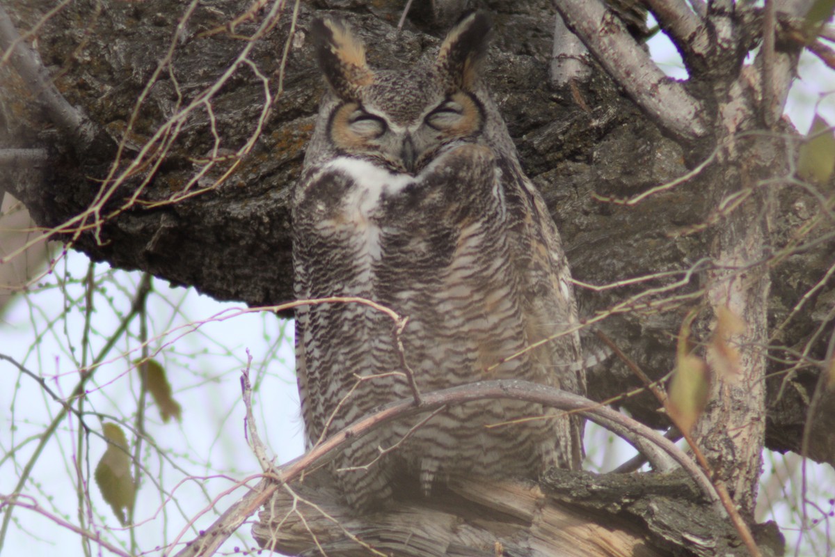 Great Horned Owl - ML646622358