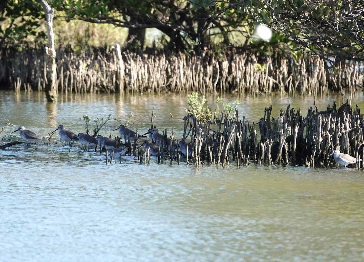 Stilt Sandpiper - ML646622359