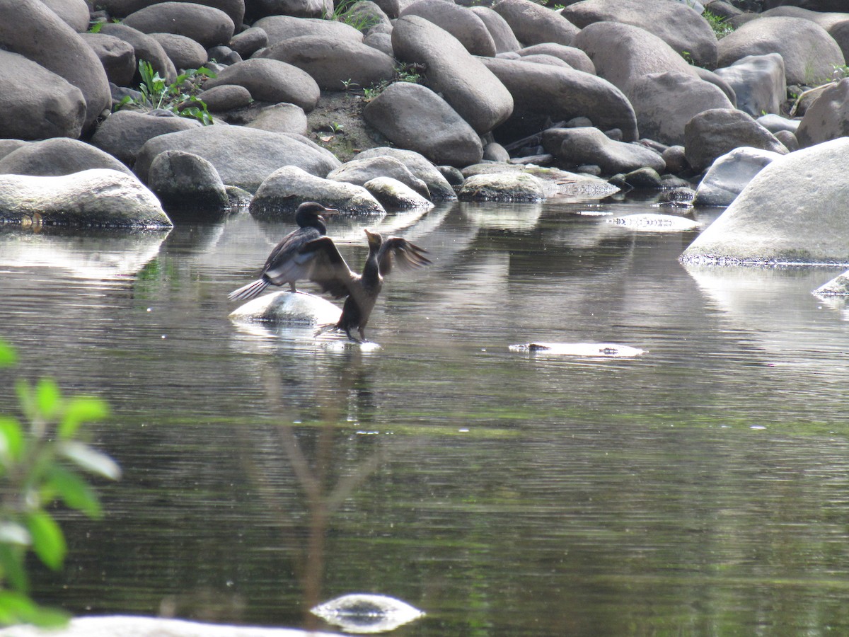 Neotropic Cormorant - ML646622360