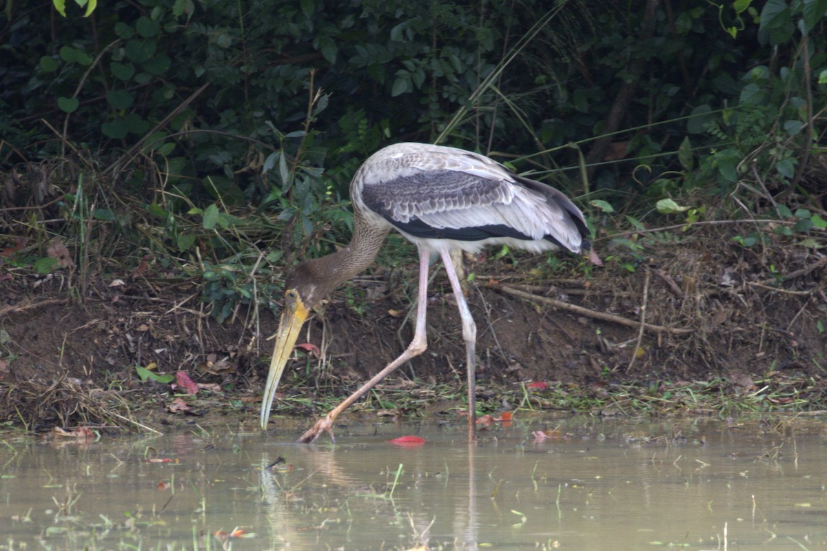 Painted Stork - ML646622361