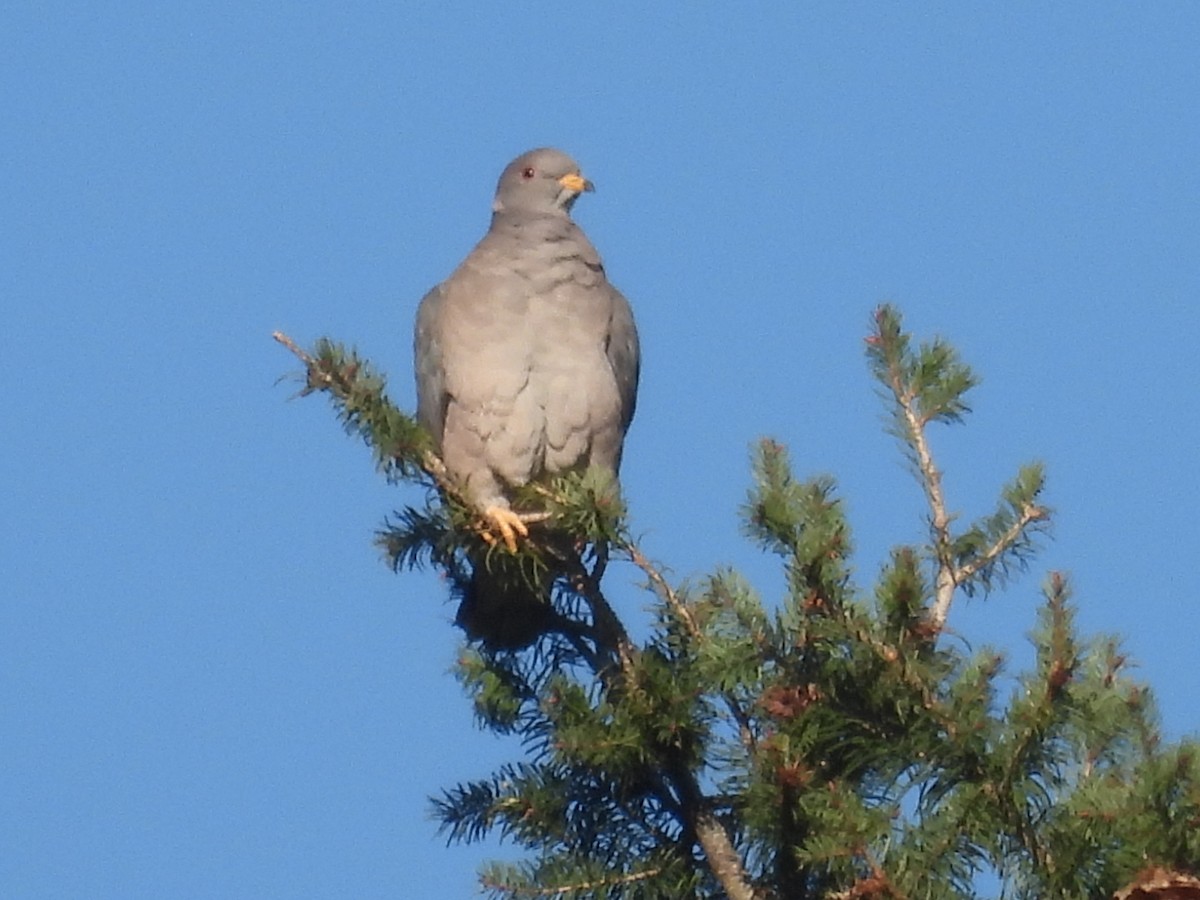 Band-tailed Pigeon - ML646622362