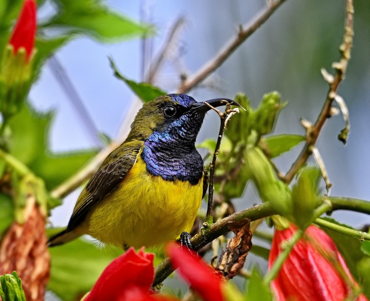 Zeytuni Sırtlı Nektarkuşu - ML646622364