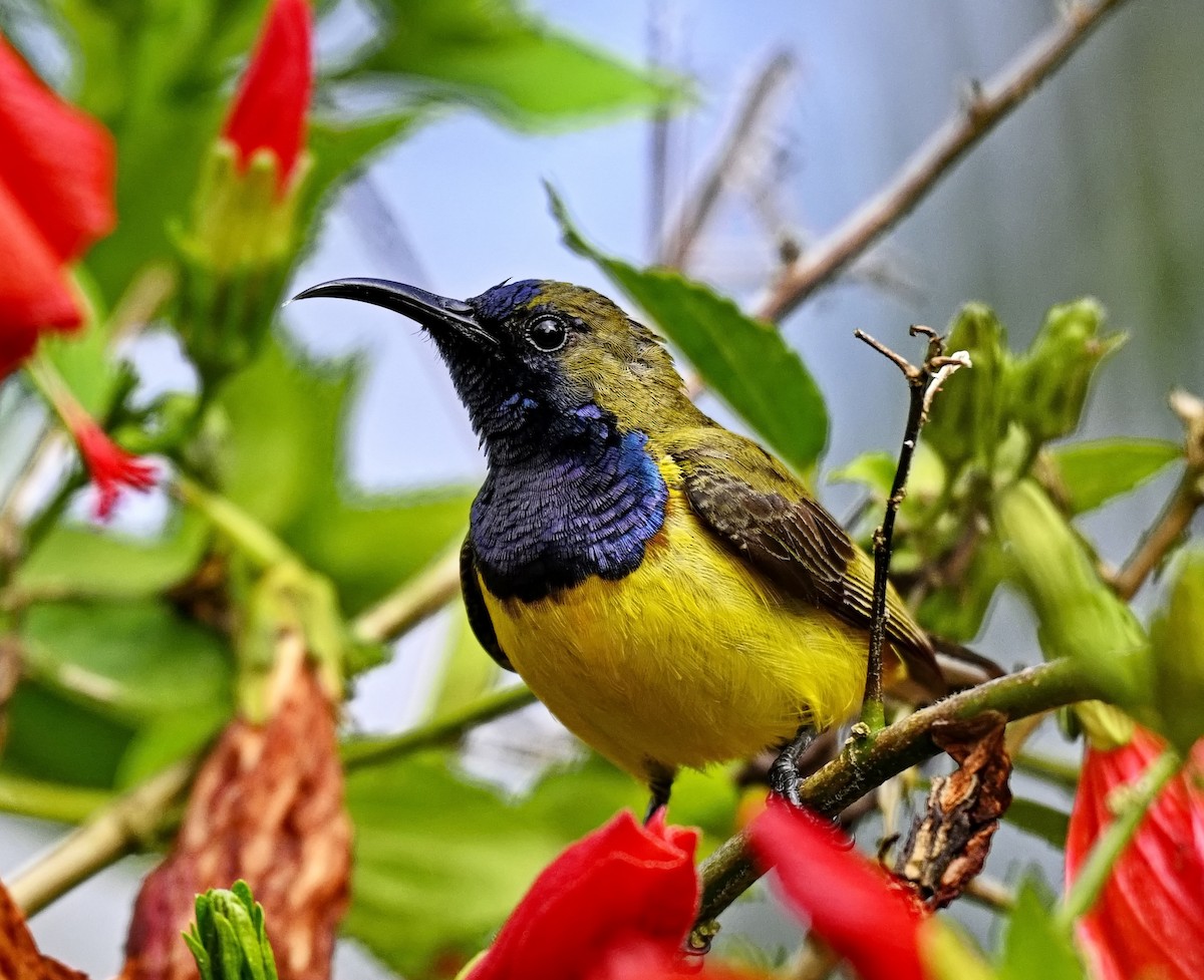 Zeytuni Sırtlı Nektarkuşu - ML646622365