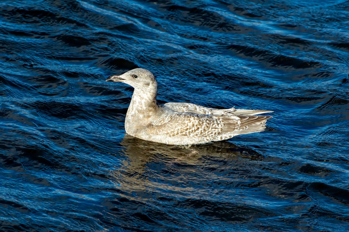 American Herring Gull - ML646622367