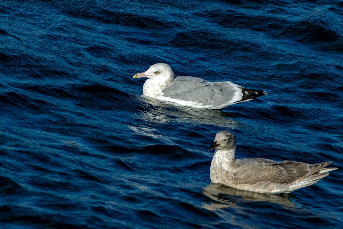 American Herring Gull - ML646622368