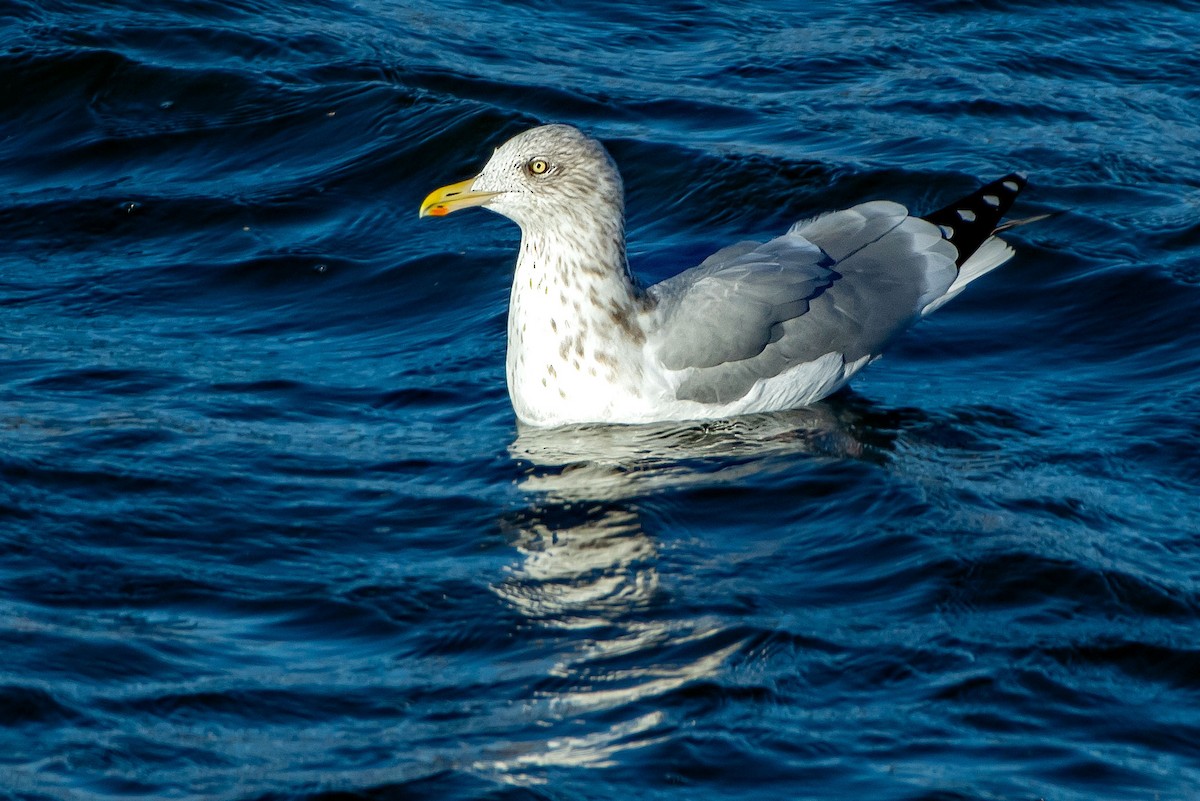 American Herring Gull - ML646622371