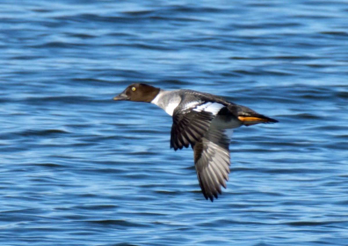 Common Goldeneye - ML646622378