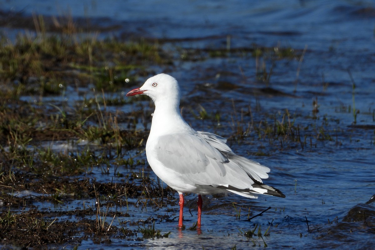 Silver Gull - ML646622379