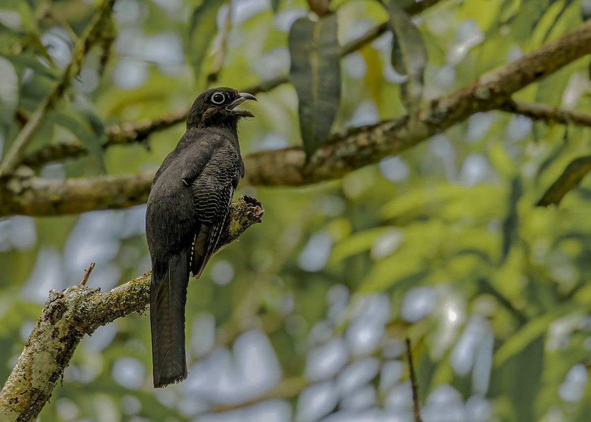 Green-backed Trogon - ML646622380