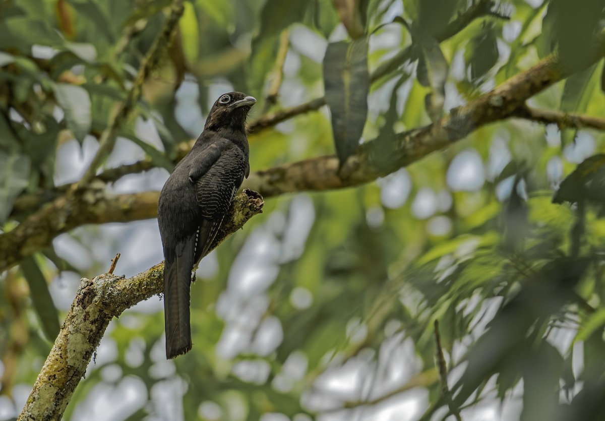 Green-backed Trogon - ML646622381