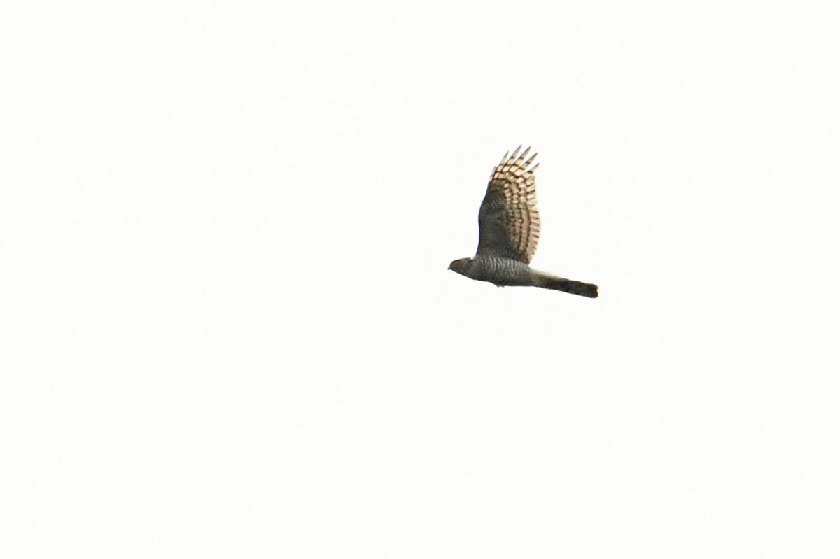 Eurasian Sparrowhawk - ML646622382