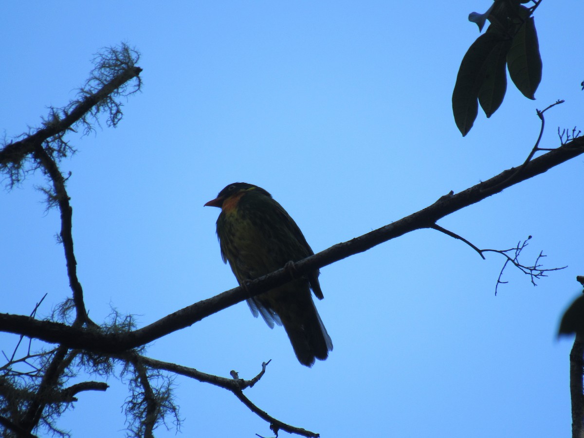 Masked Fruiteater - ML646622383