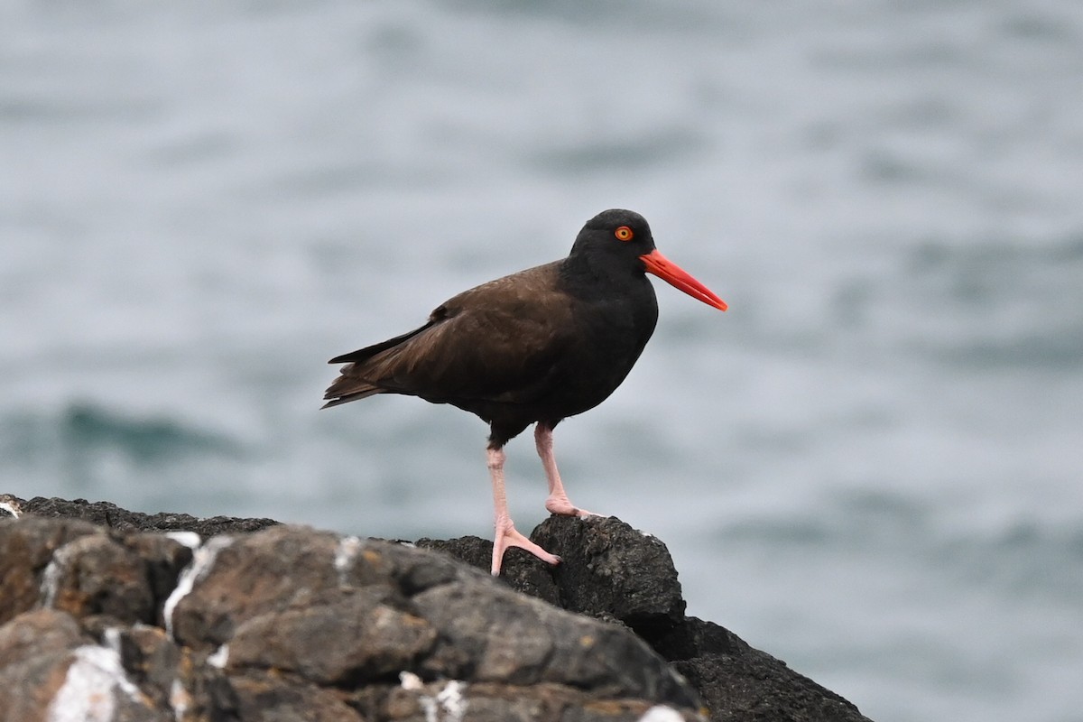 Huîtrier de Bachman - ML646622385