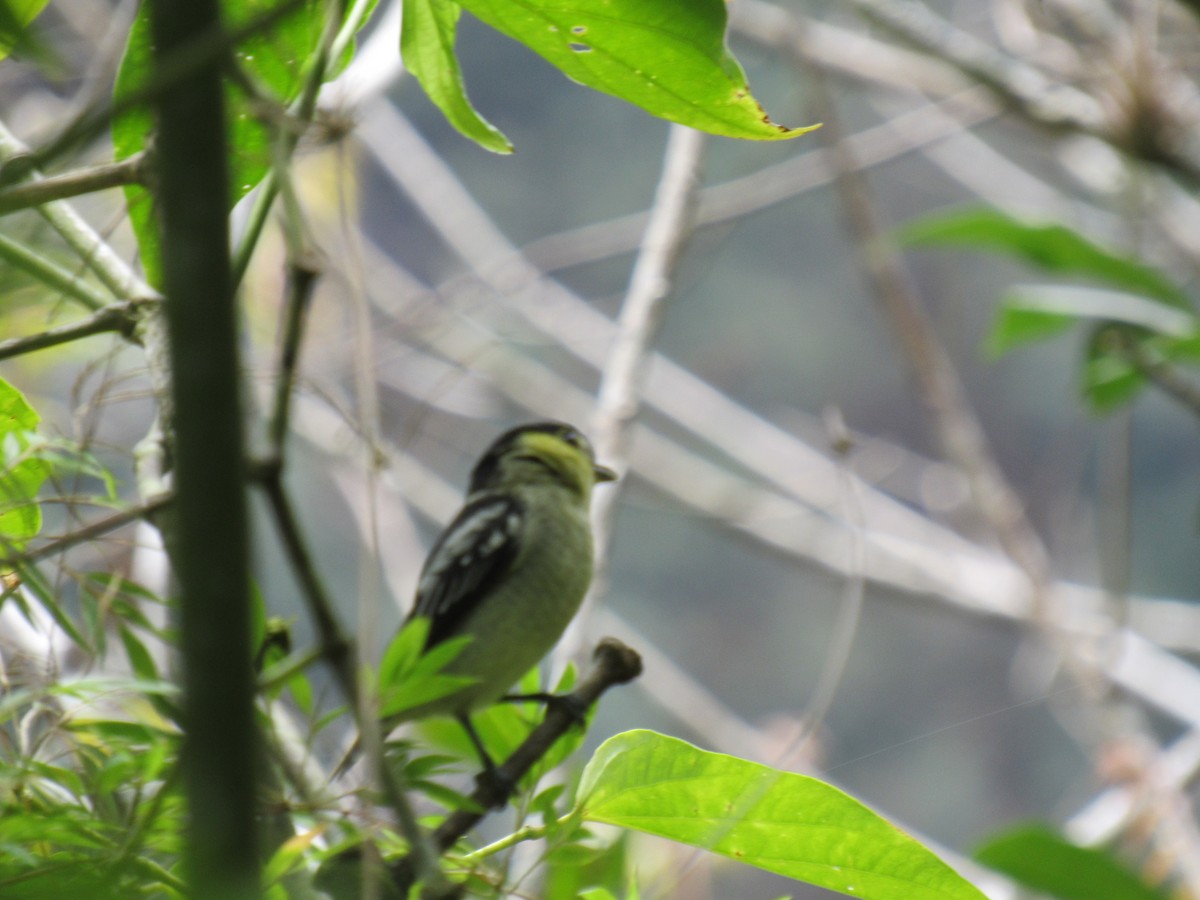 Barred Becard - ML646622387