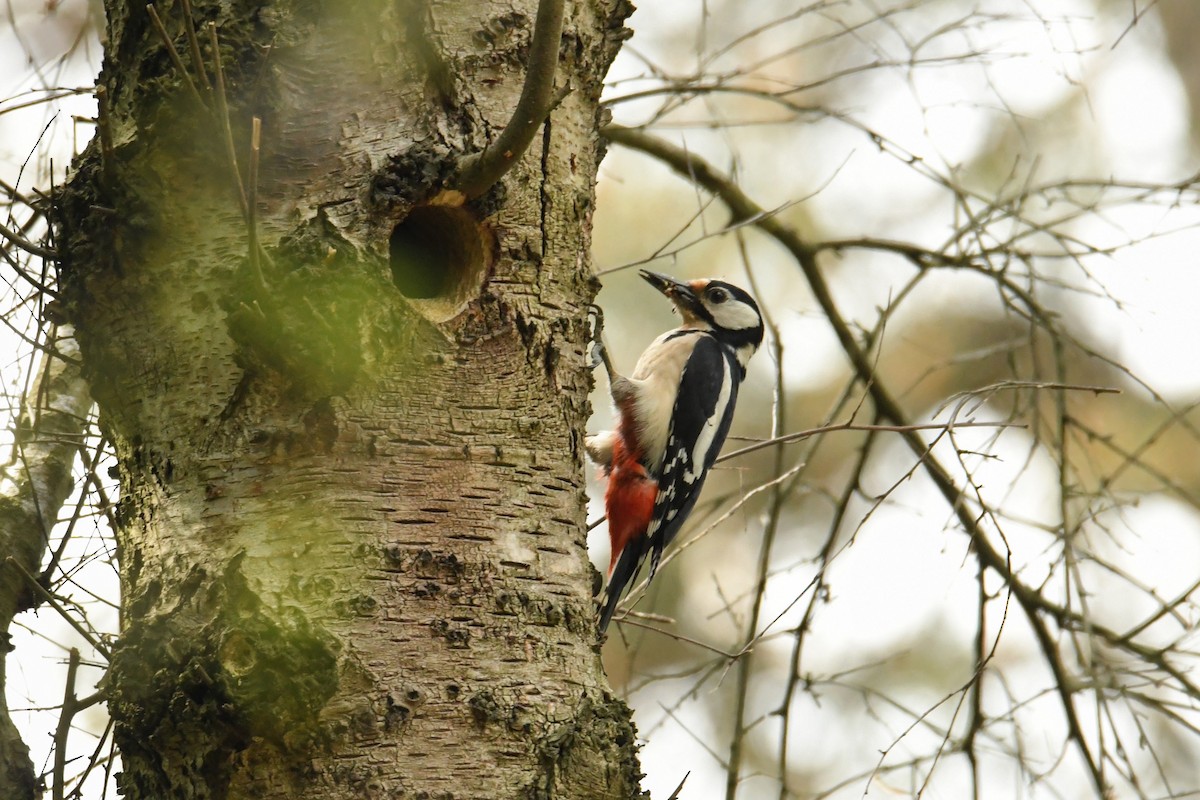 Great Spotted Woodpecker - ML646622388