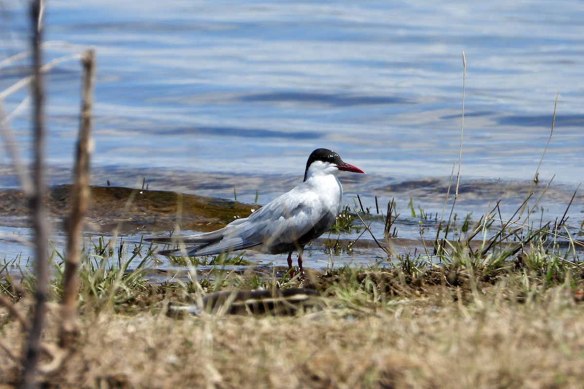 מירומית לבנת-לחי - ML646622392