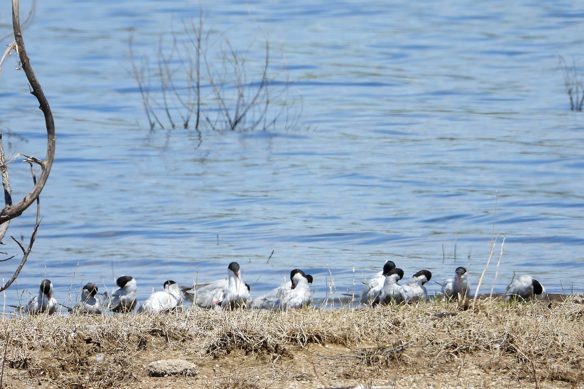 מירומית לבנת-לחי - ML646622393