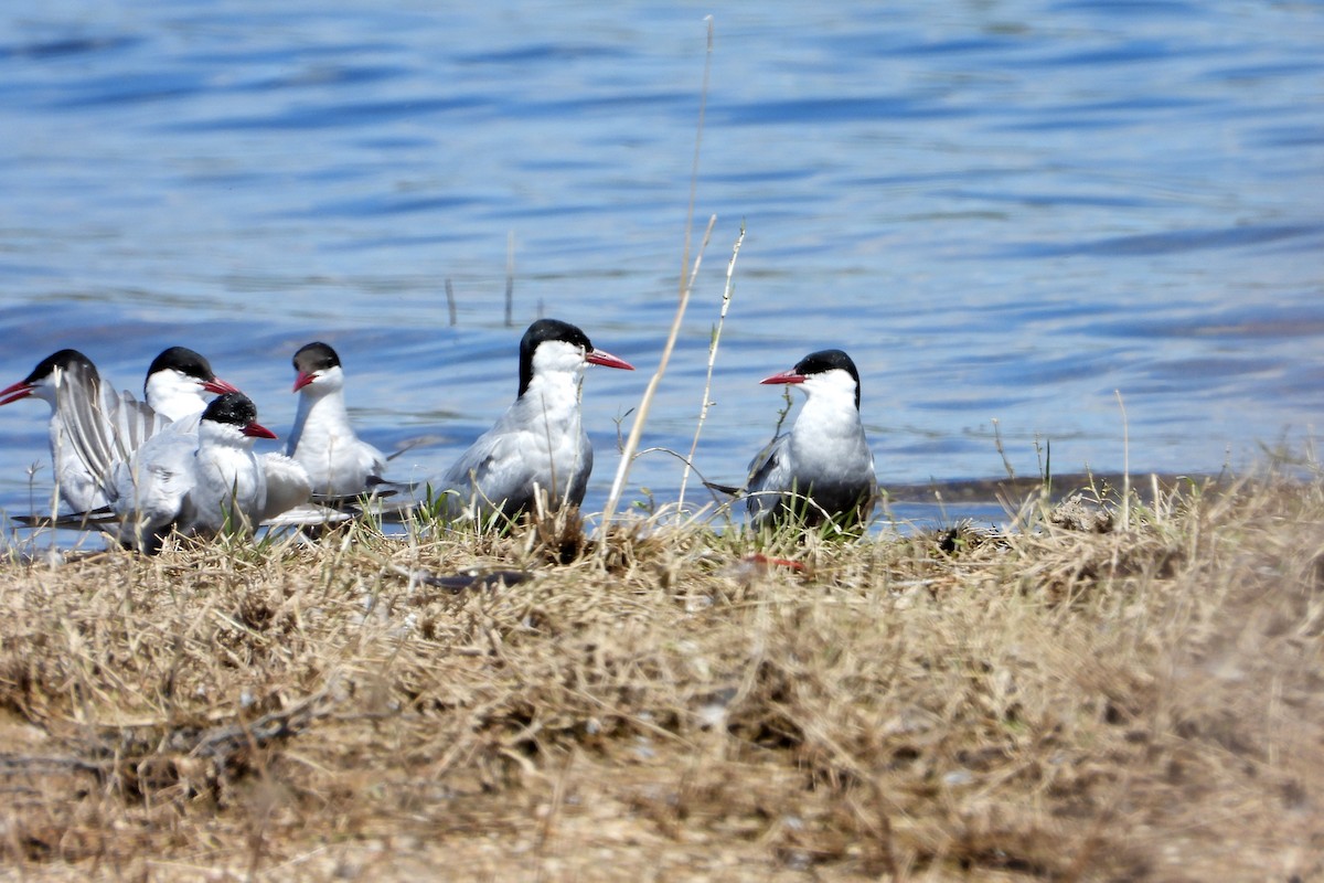 מירומית לבנת-לחי - ML646622394