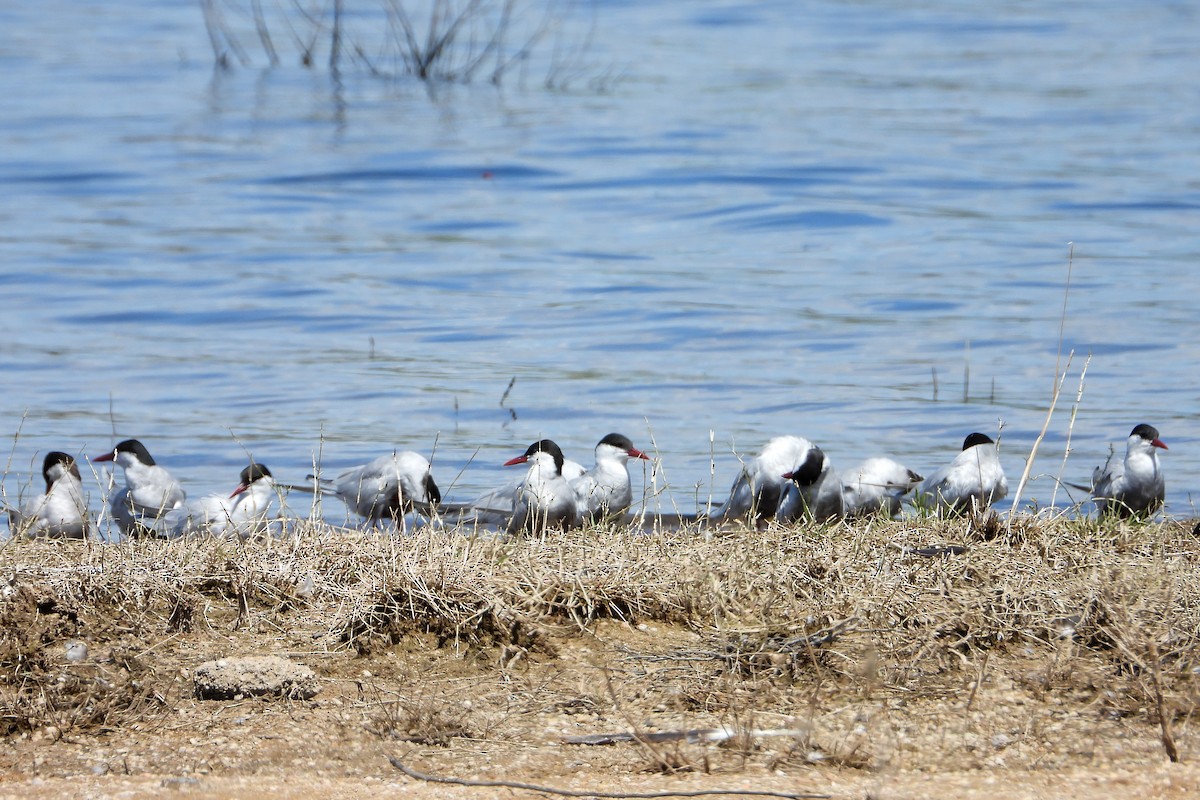 מירומית לבנת-לחי - ML646622395