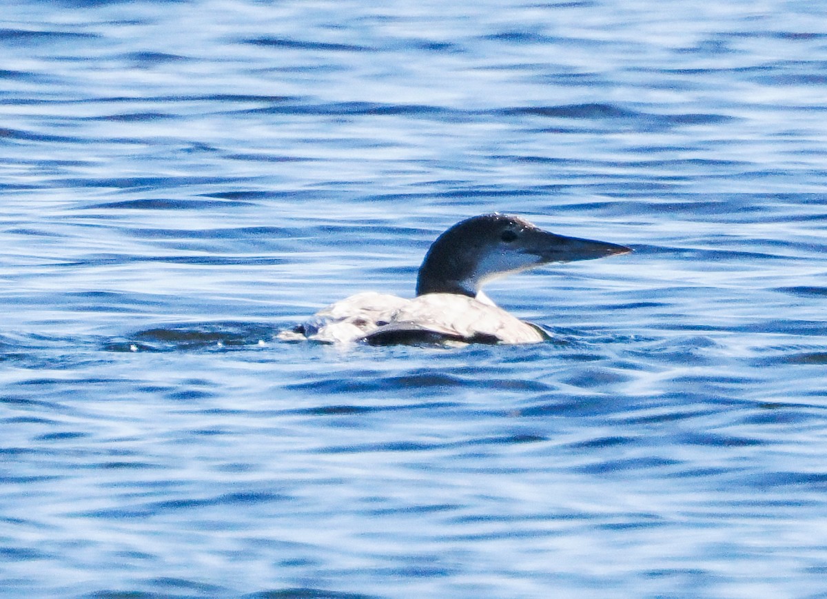 ハシグロアビ - ML646622402