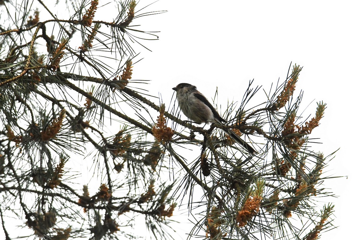 Long-tailed Tit - ML646622404