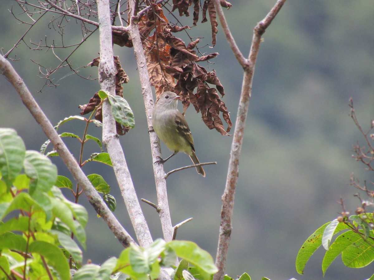 White-crested Elaenia - ML646622407