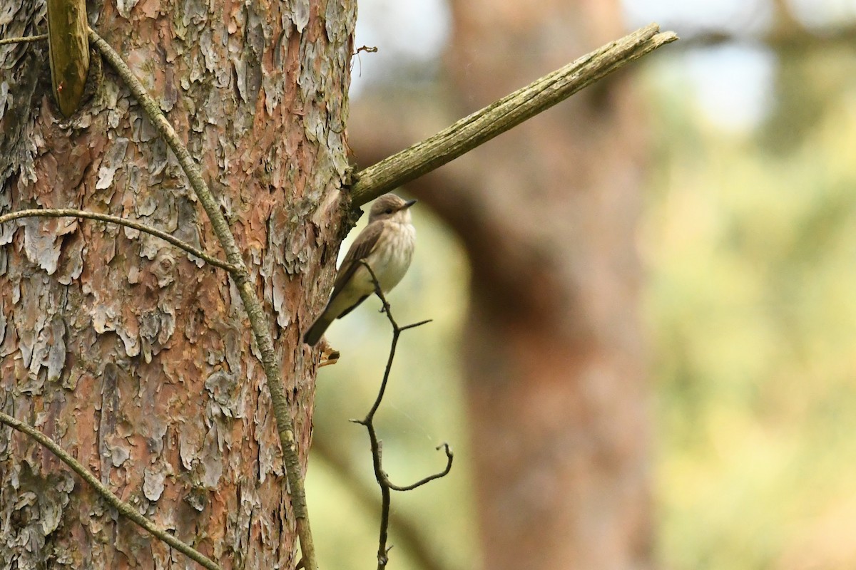 Мухоловка сіра - ML646622408