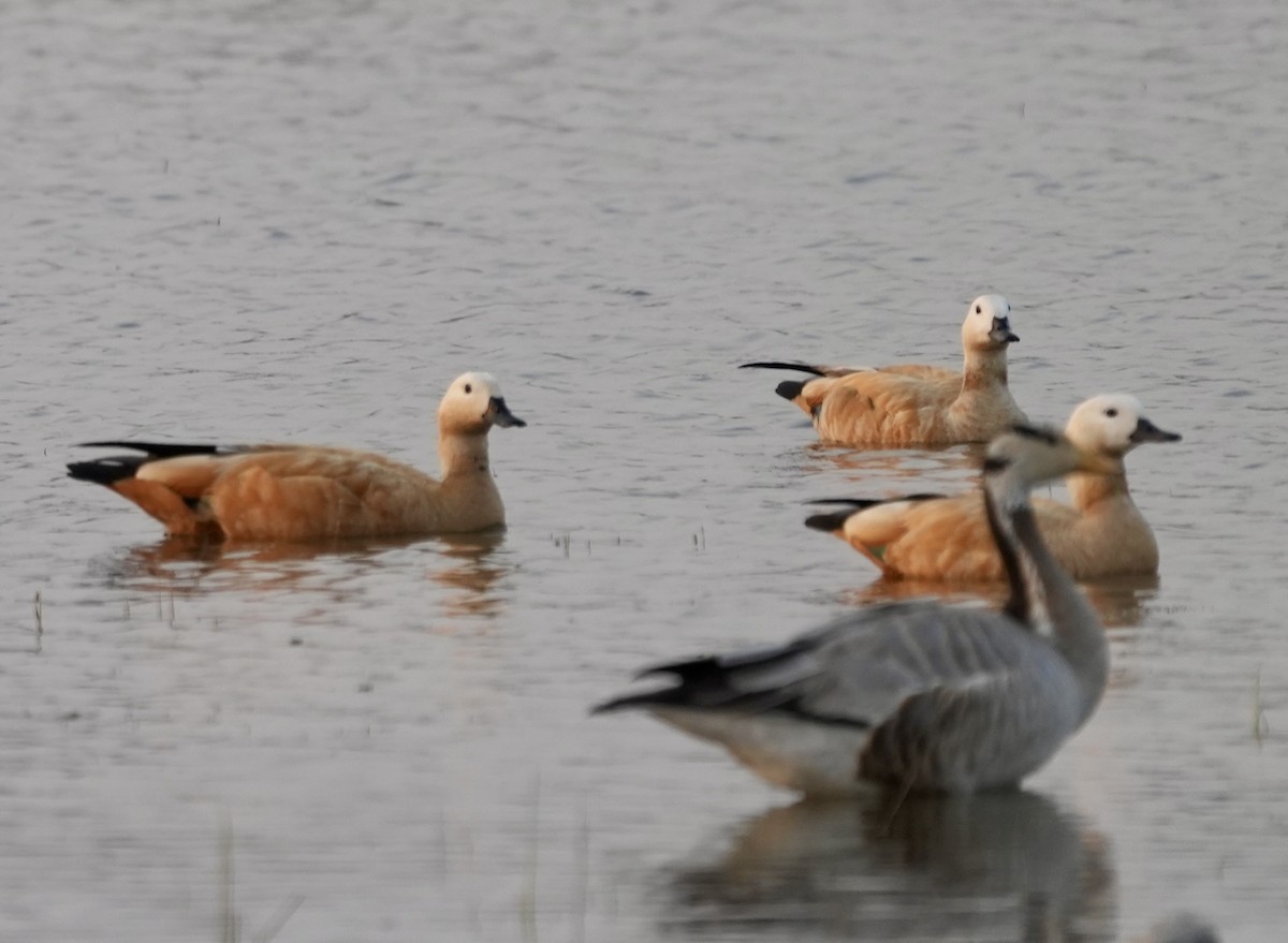 Огар рудий - ML646622414