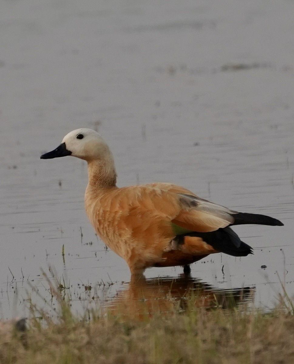 Paita gorrizta - ML646622415