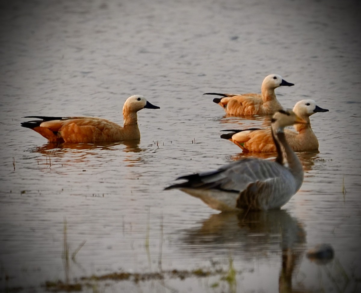 Огар рудий - ML646622416