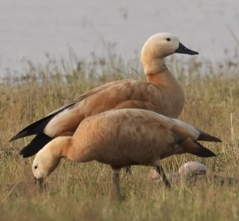 Огар рудий - ML646622417