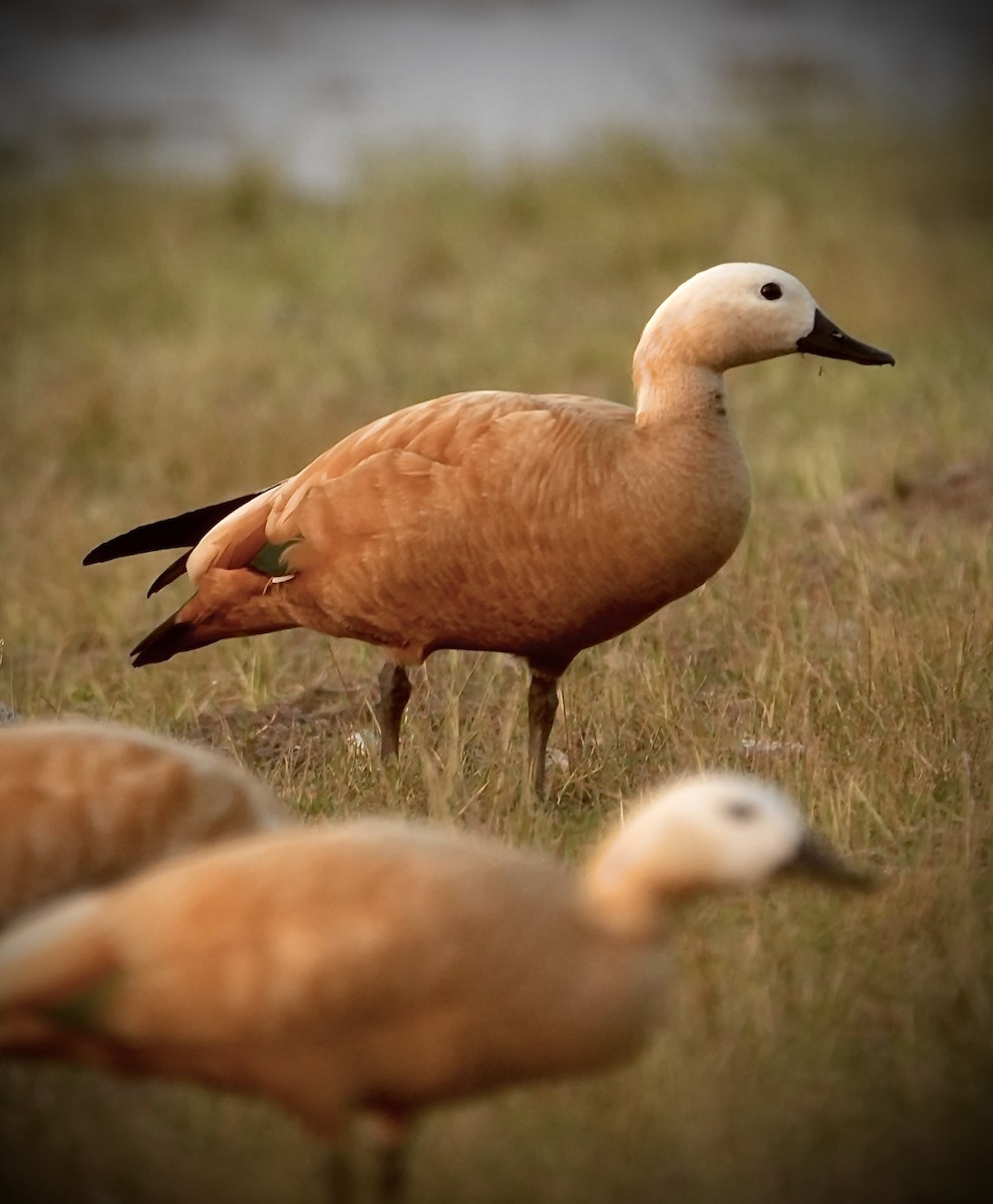 Огар рудий - ML646622418