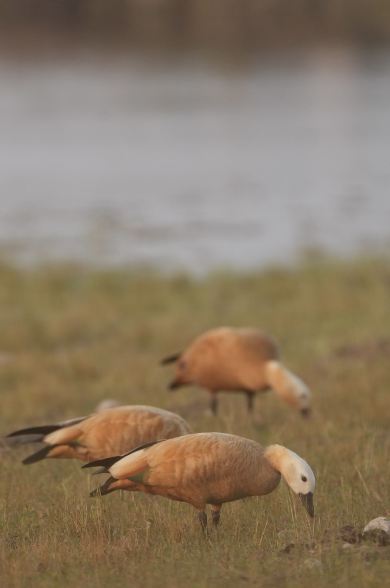 Paita gorrizta - ML646622419