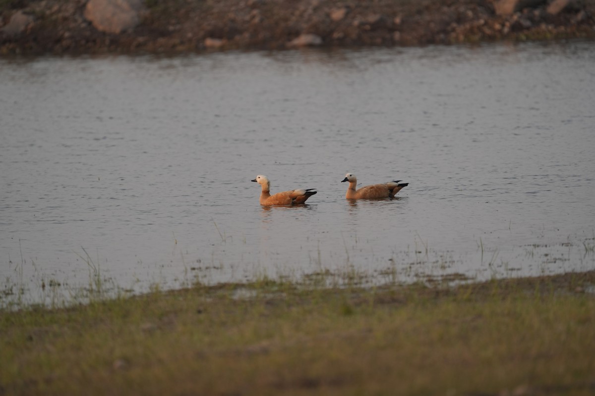 Paita gorrizta - ML646622420