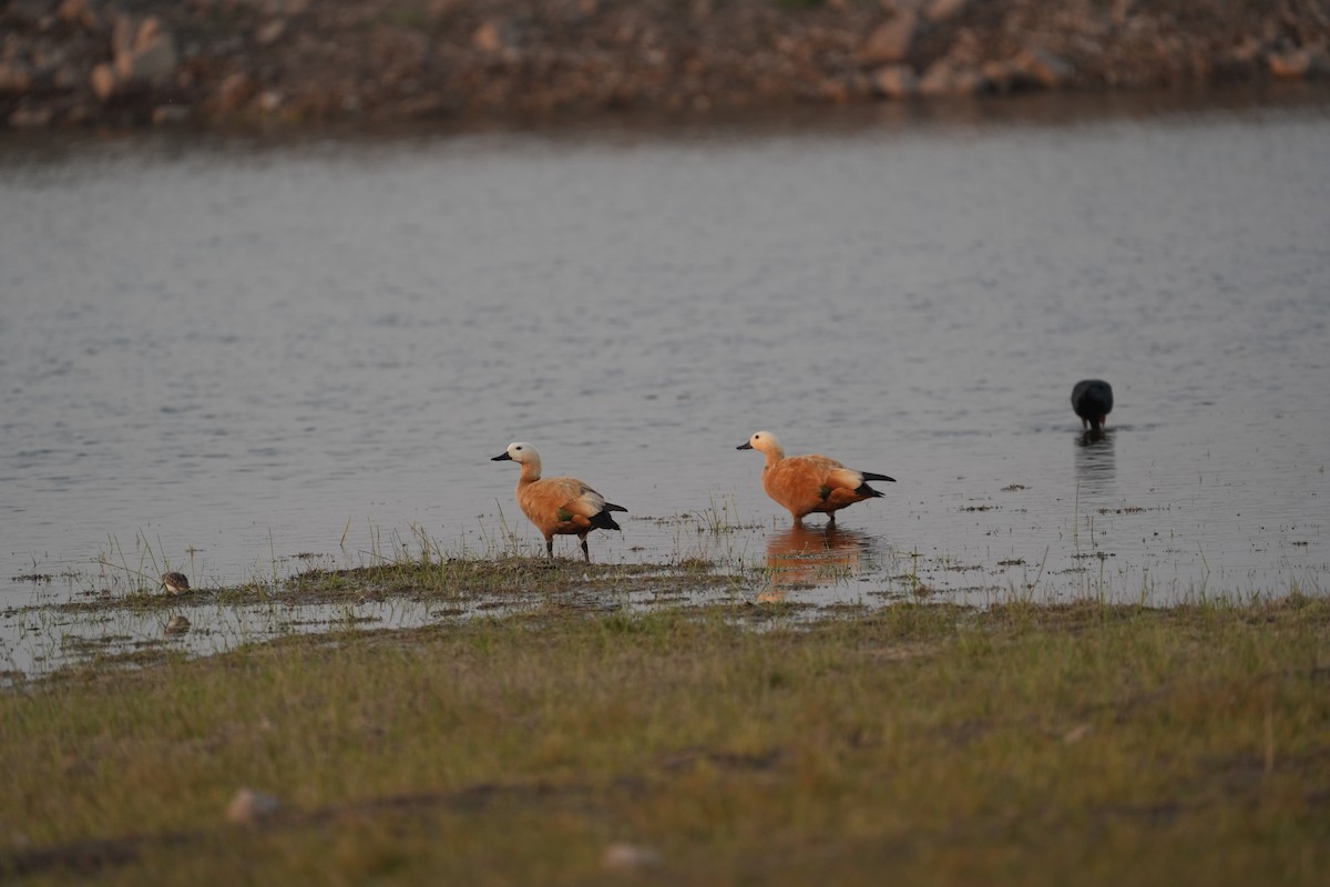 Paita gorrizta - ML646622421