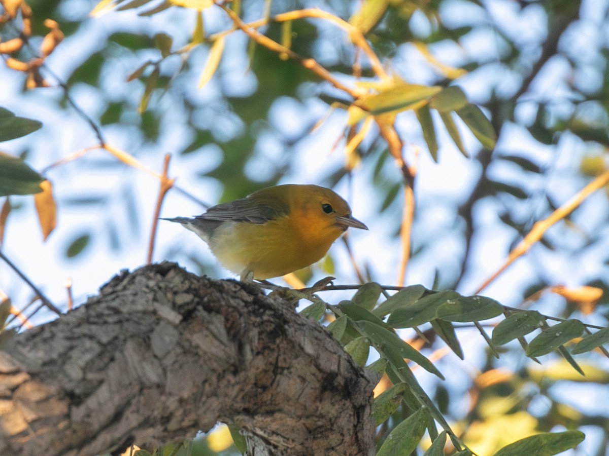 Prothonotary Warbler - ML646622422