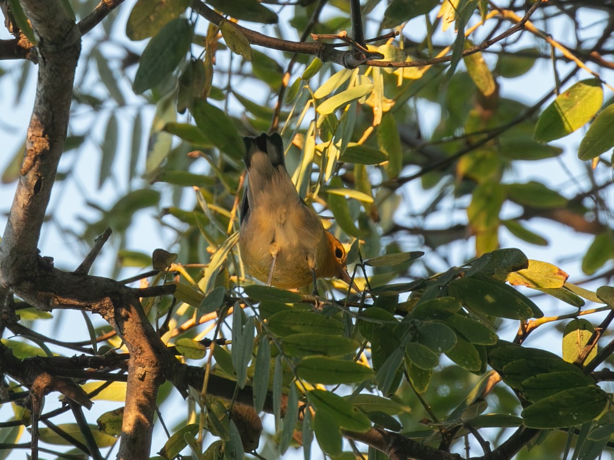 Prothonotary Warbler - ML646622423