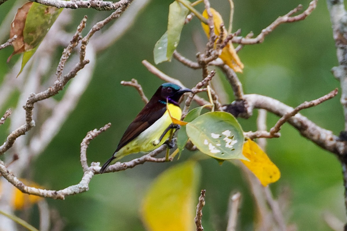 Purple-rumped Sunbird - ML646622425